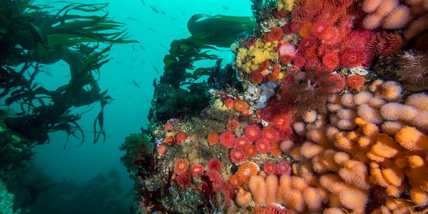 

Bilde tatt under vann. Sjøanemoner, bløtkoraller, tare og mange andre arter i Saltstraumen.