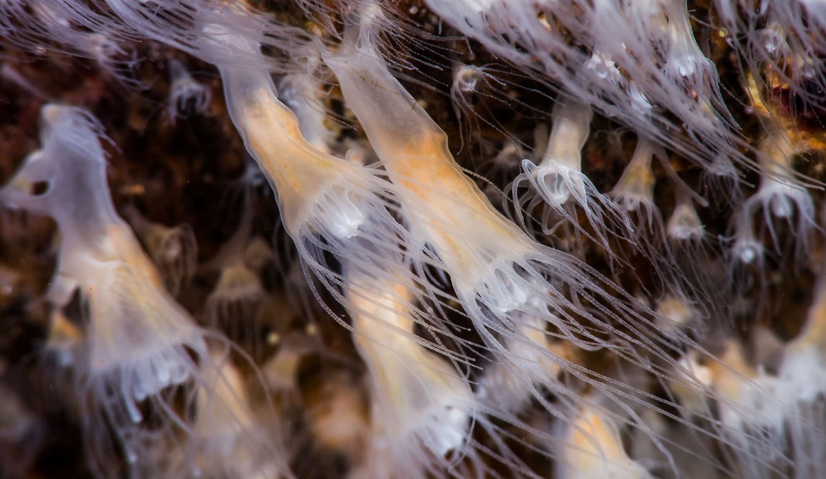 
polypper fra glassmanet (Aurelia aurita)