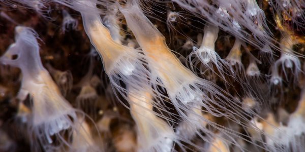 Scyphistoma--Aurelia-polypper_28-07-2013_1_ES.jpg