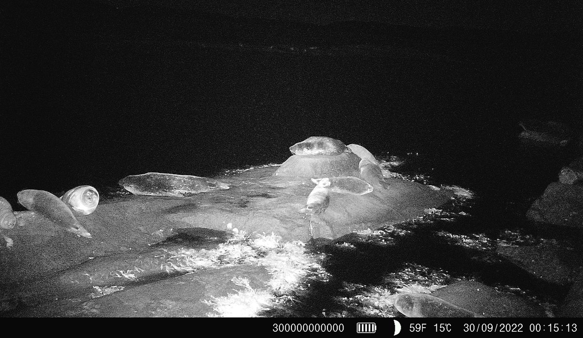 
Nattsyn-bilde som syner fleire steinkobber som kviler på eit skjær.