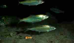 Sild er en pelagisk fisk som svømmer i stim i de frie vannmassene. 