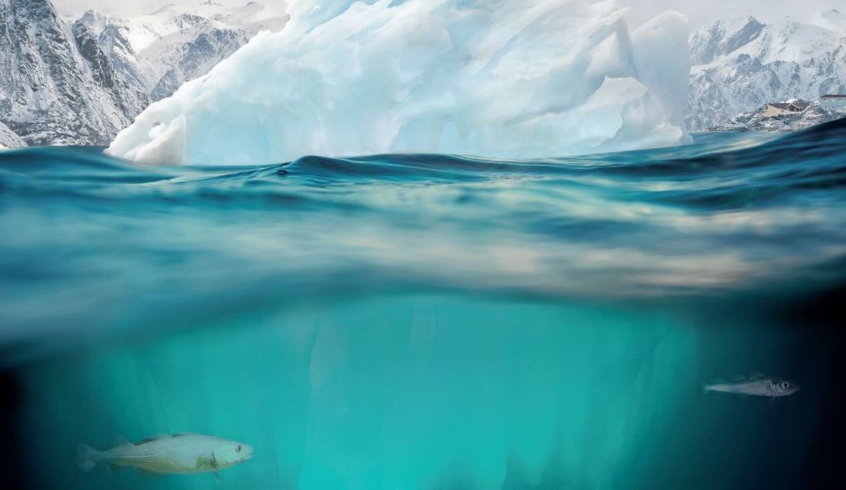 
snødekte fjell, is og hav - en torsk og en polartorsk svømmer i sjøen under isen