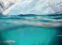snødekte fjell, is og hav - en torsk og en polartorsk svømmer i sjøen under isen