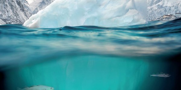 

snødekte fjell, is og hav - en torsk og en polartorsk svømmer i sjøen under isen