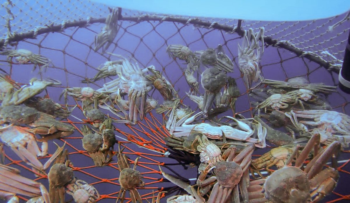 Snøkrabber på nettinggulv i en teine under vann.