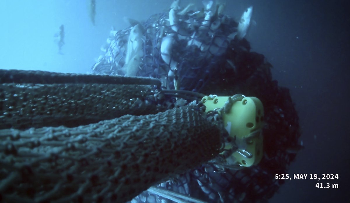 
undervannsfoto som viser en notpose full av fisk, der noen fisker smetter ut gjennom maskene