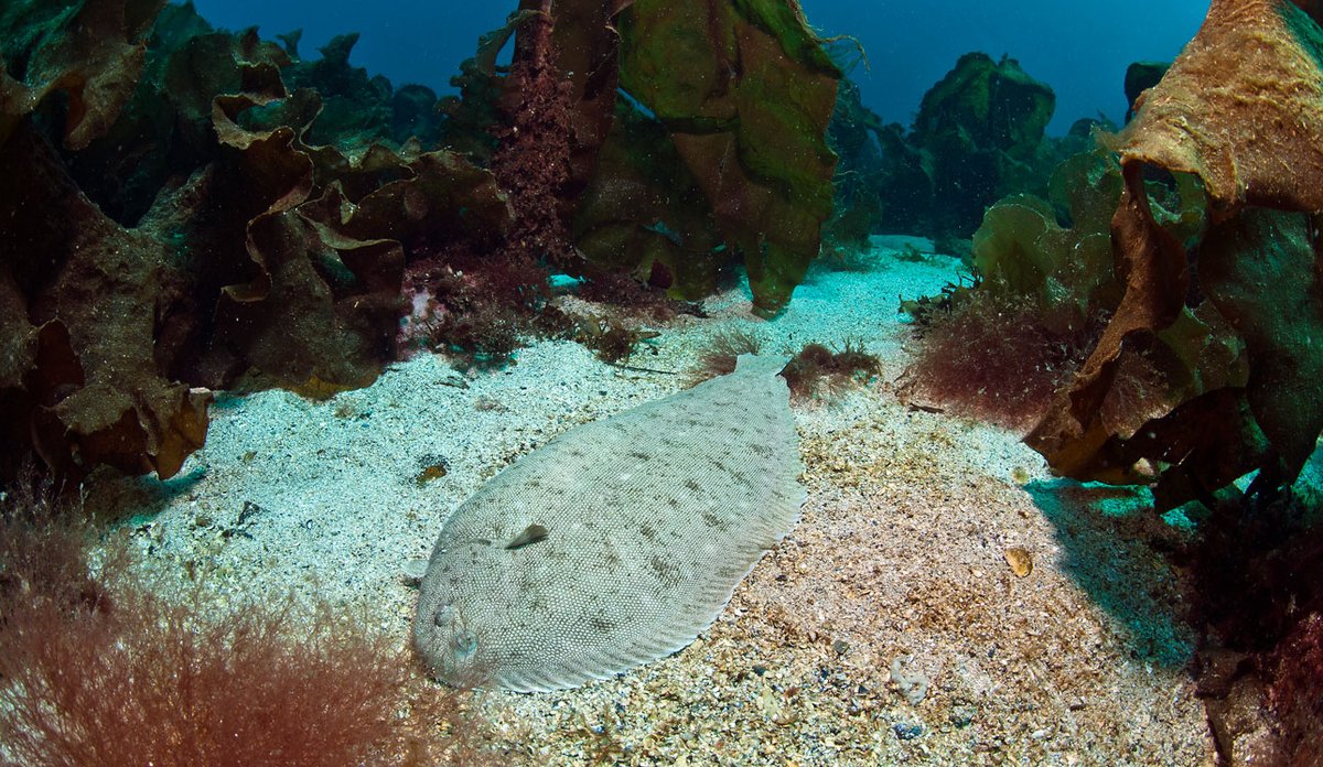 fisken tunge ligger på sandbunn