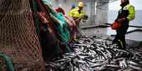 

Solid makrellfangst på 14 tonn veies  ombord på Kings Bay sørvest av Jan Mayen 23 juli 2020
