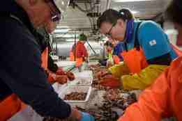 Forskere og teknikere sorterer fangsten fra en bunntrål.