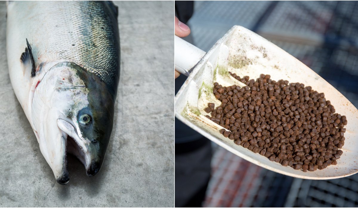 laks og spade med fiskefôr