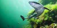 

Squalus acanthias 1 7 2014 20