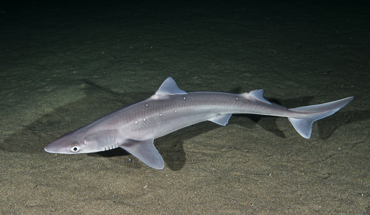 Pigghå som svømmer langs havbunnen