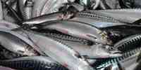 

Stor makrell sammen med liten og stor nvg sild nord i Norskehavet