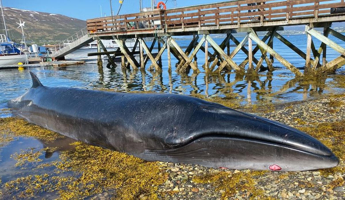 
Strandet seihval som ligger i fjæra