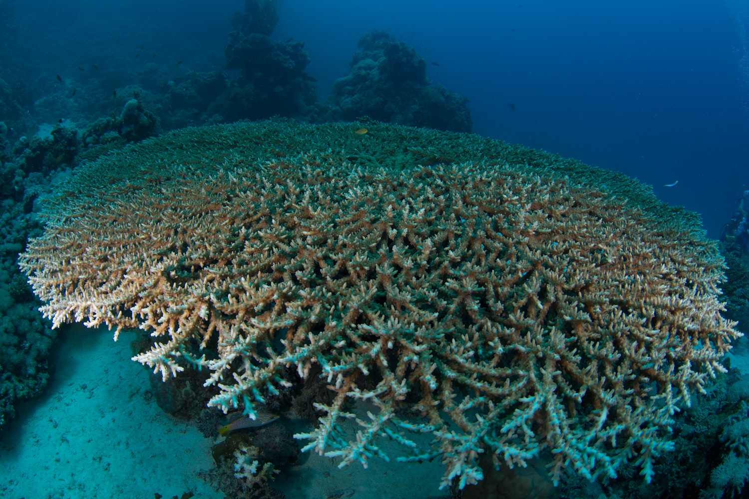 Coral reef in Sudan