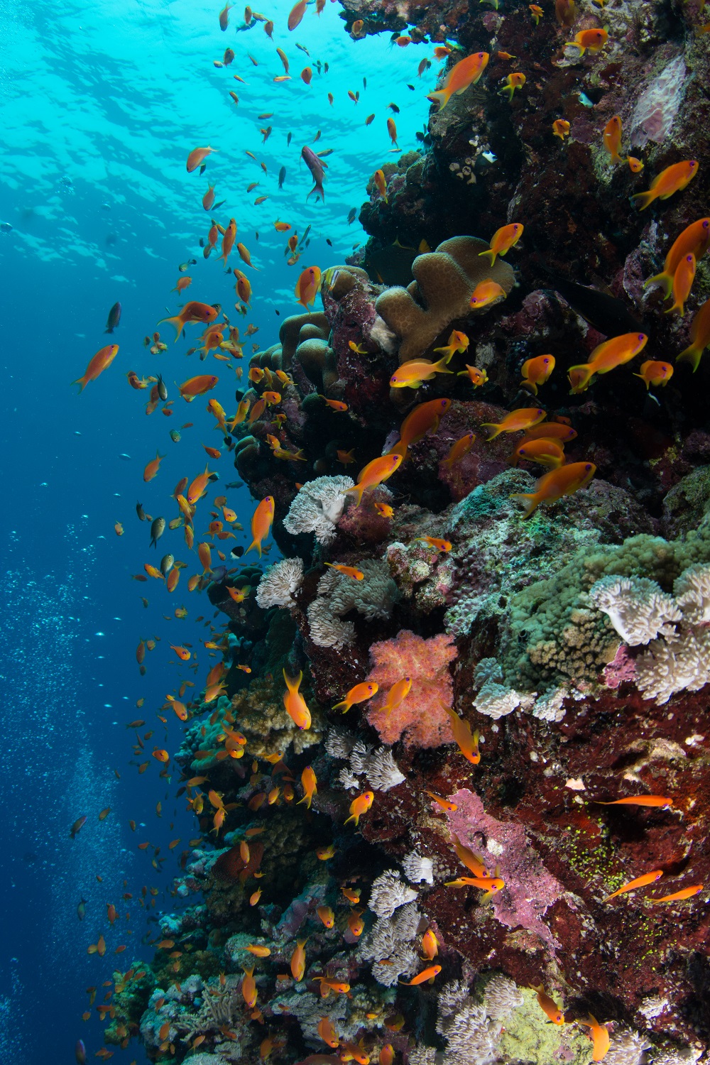 Coral reef ecosystem in Sudan.