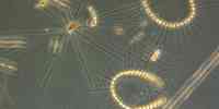 

Trådformede alger sett i mikroskop.