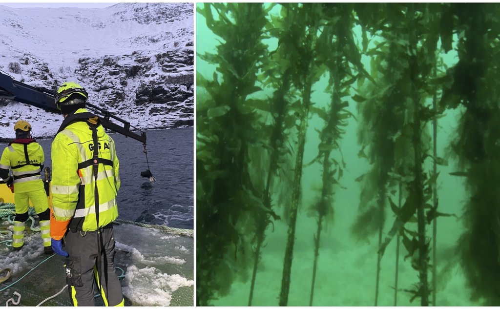 Kollasj som viser at et kunstig rev vert senket ned, og så at det er grodd til av tare