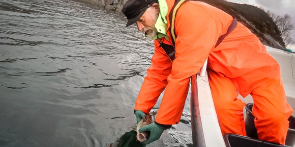

En person i oransje regntøy og redningsvest bøyer seg over ripen på en robåt og holder en fisk i vannoverflaten.