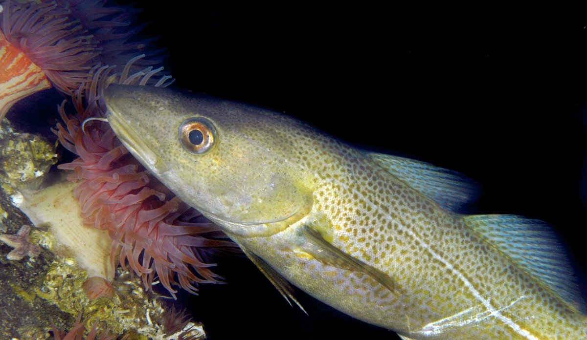 En torsk med den karakteristiske skjeggtråden svømmer i nærheten av sjøanemoner