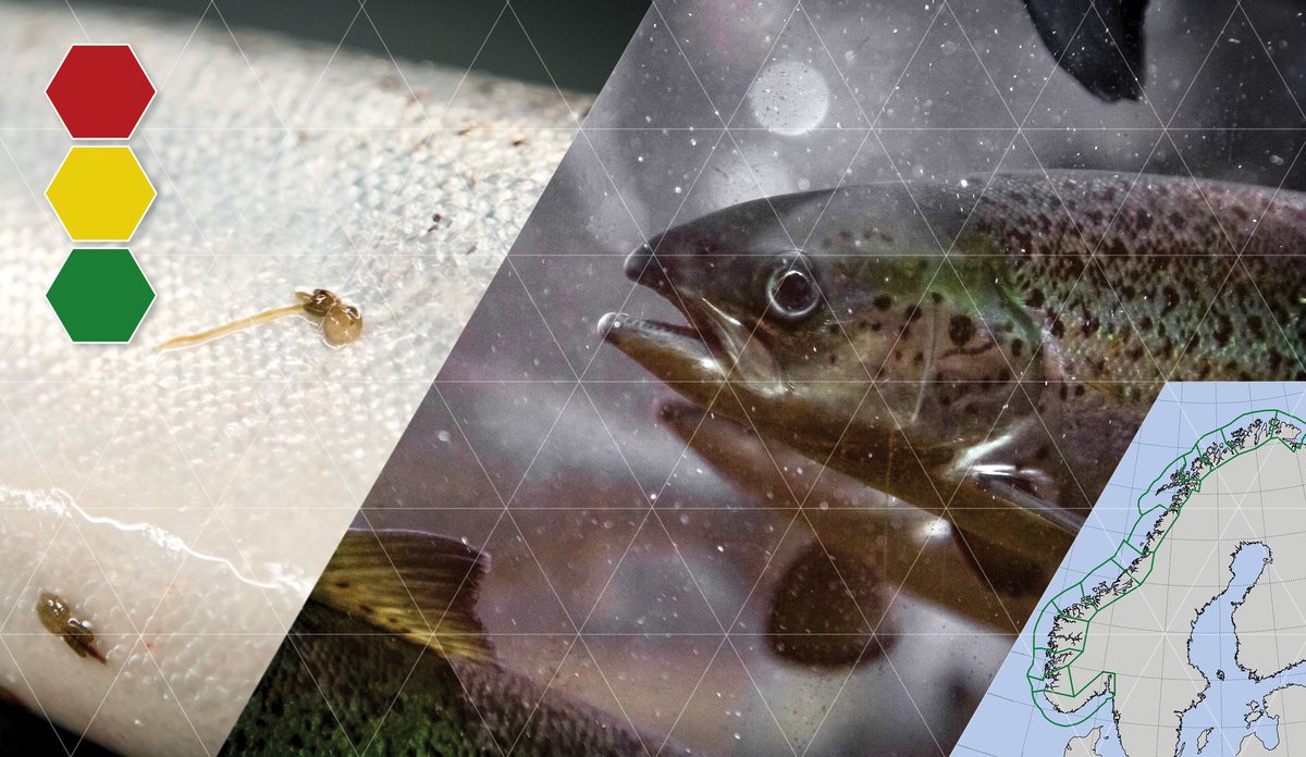 Flere sammensatte bilder: laks med lus på, oppdrettslaks som svømmer, kart over Norge med merking av produksjonsområder. Fargesymbol som illustrerer trafikklys.