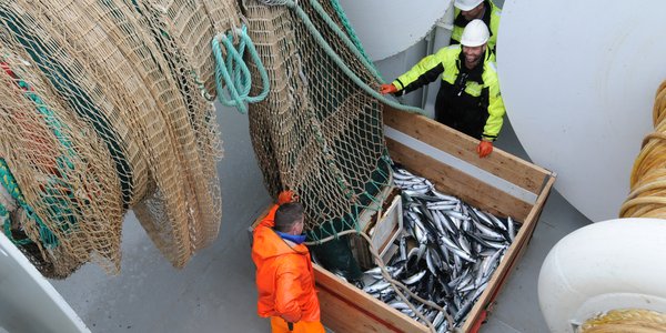 

Trålfangsten med makrell på vei ned luka til fiskelaboratoriet for veiing og prøvetaking.