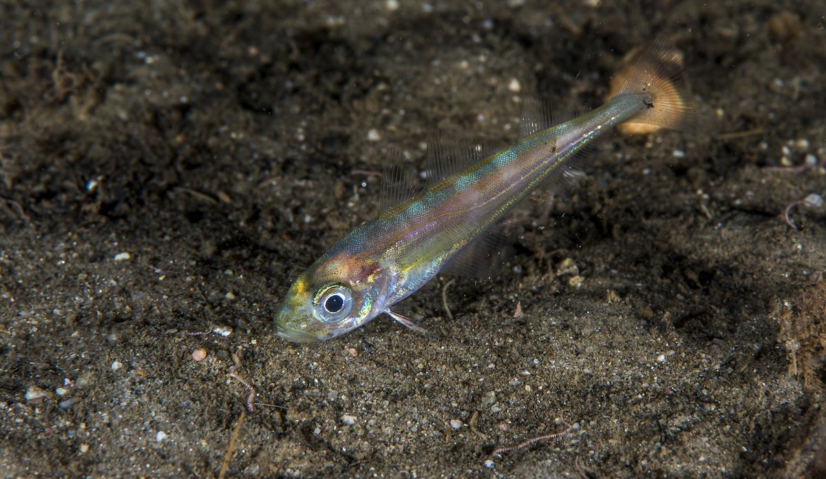 
Ein augepål sym nært havbotnen. Fisken er veldig liten og har ein kropp som glinsar i ulike fargar, frå sølvblått via lilla til grønt.