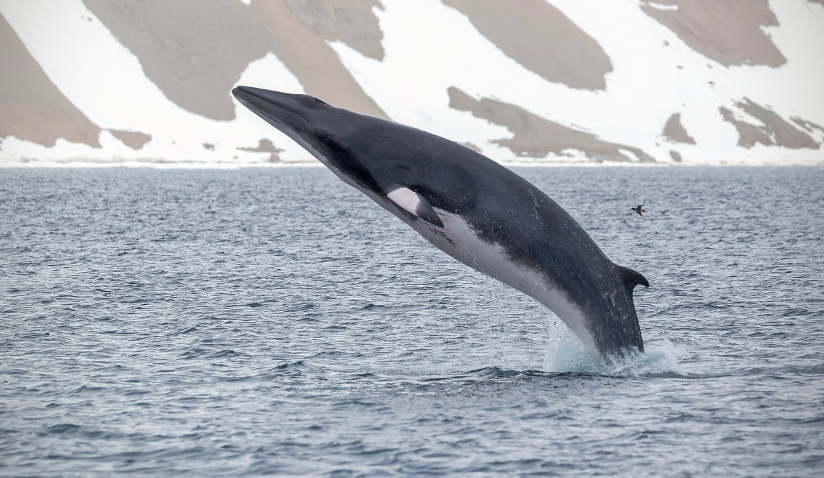 
Minke whale jumping out of the water