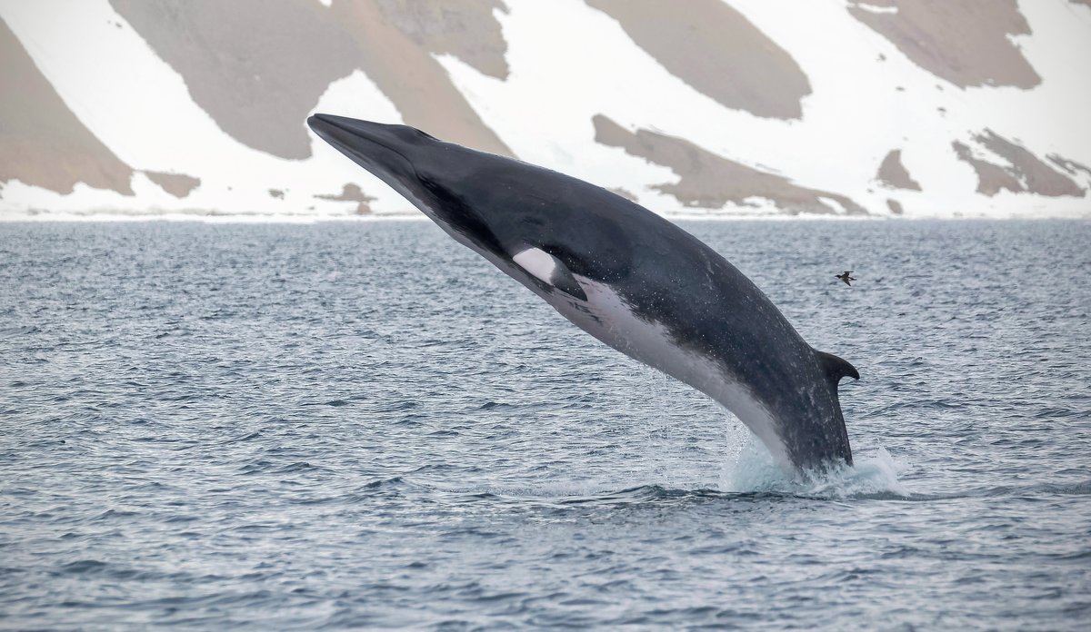 Minke whale jumping out of the water