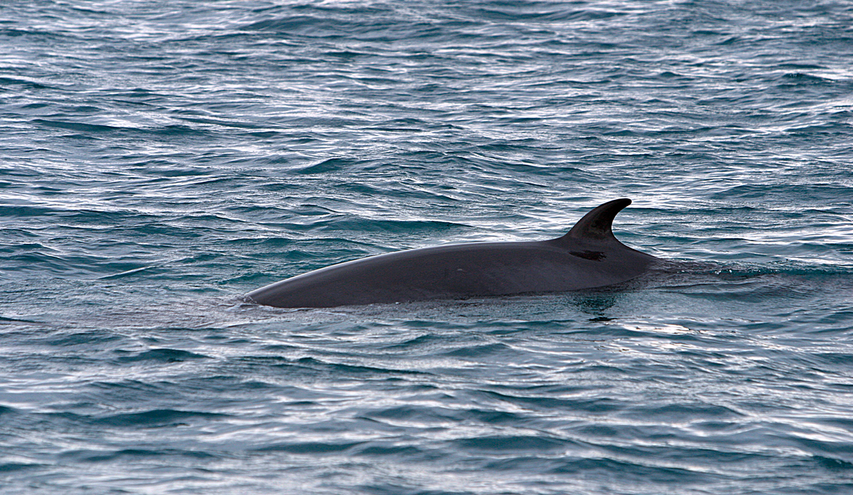 
Vågehval svømmer i havet, ryggen og ryggfinnen vises over vann. 