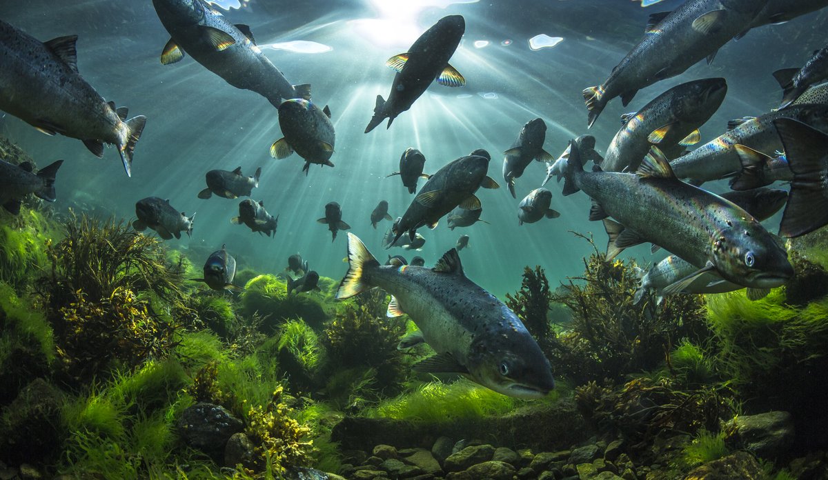 Villaks på vei opp elva