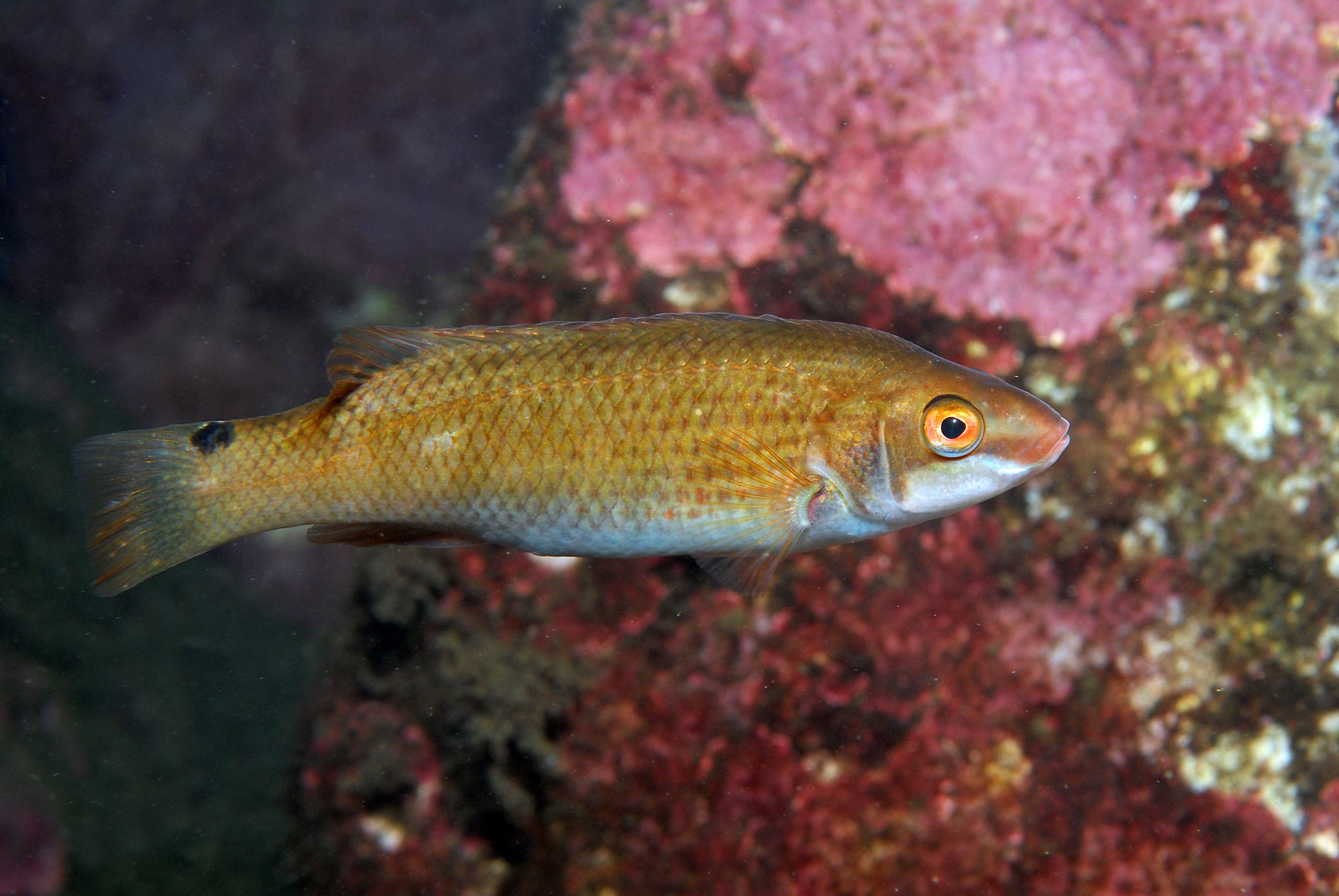 Foto av en rødbrun fisk med helt lys buk. Den har en sort prikk i overgangen til halefinnen.