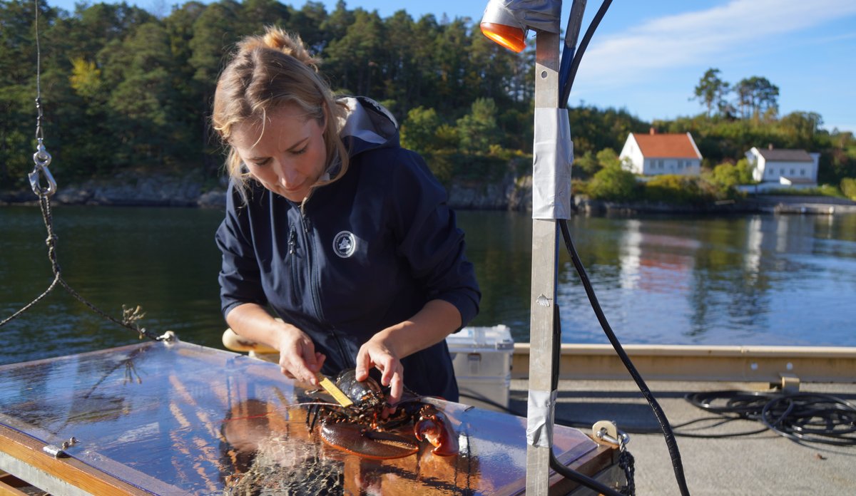 
Forskningstekniker Inger Aline Aanonsen og hummerteina