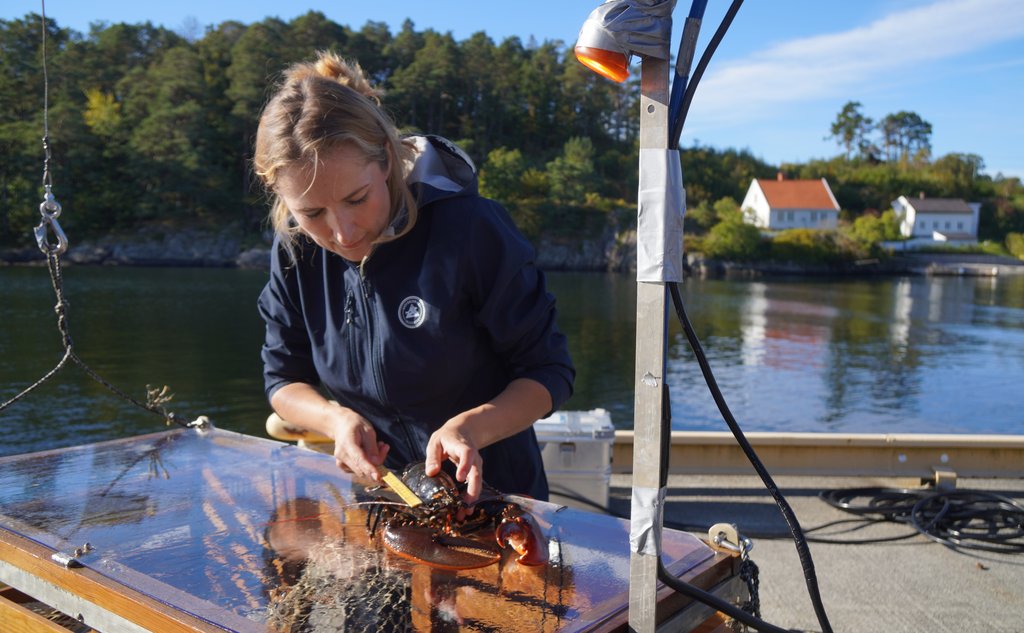 Forskningstekniker Inger Aline Aanonsen og hummerteina