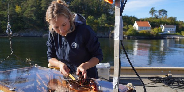 

Forskningstekniker Inger Aline Aanonsen og hummerteina