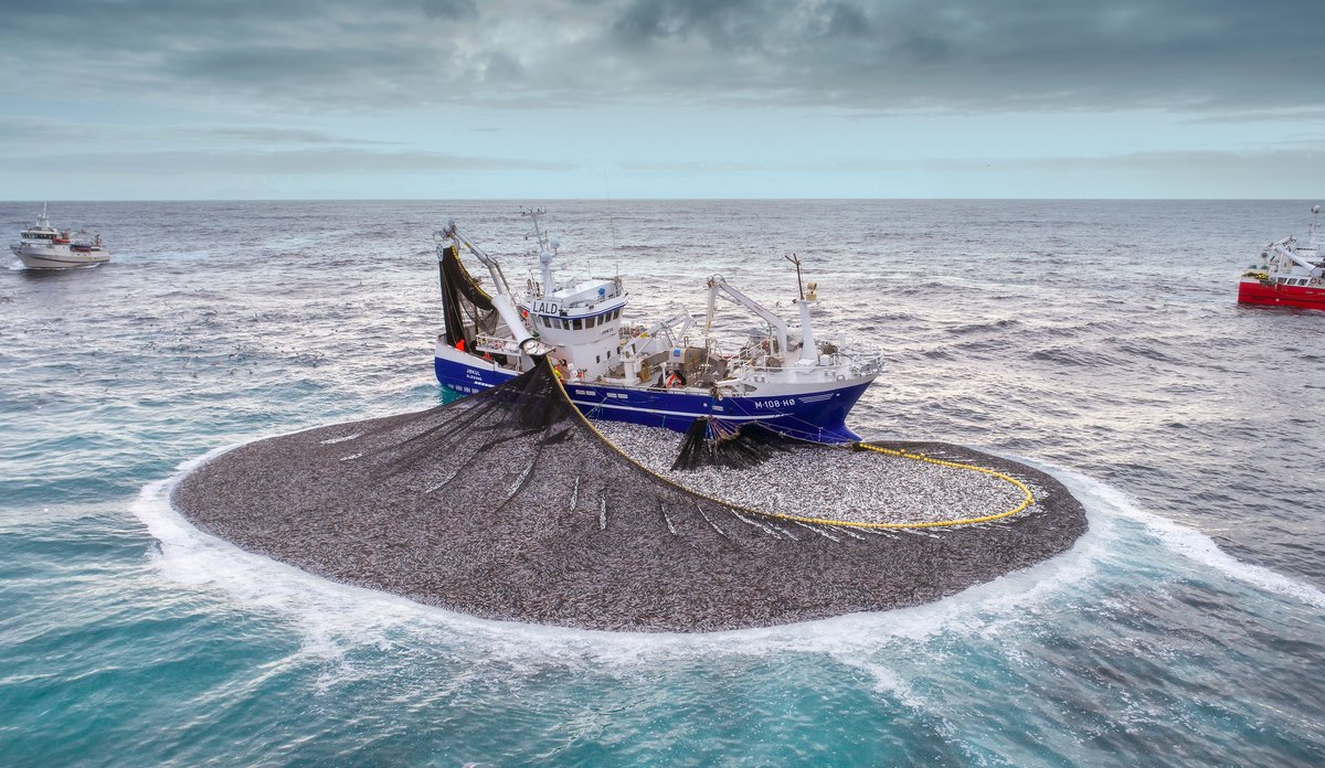 dronefoto av fiskebåt med sildefangst i nota