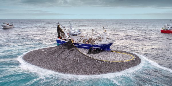 

dronefoto av fiskebåt med sildefangst i nota