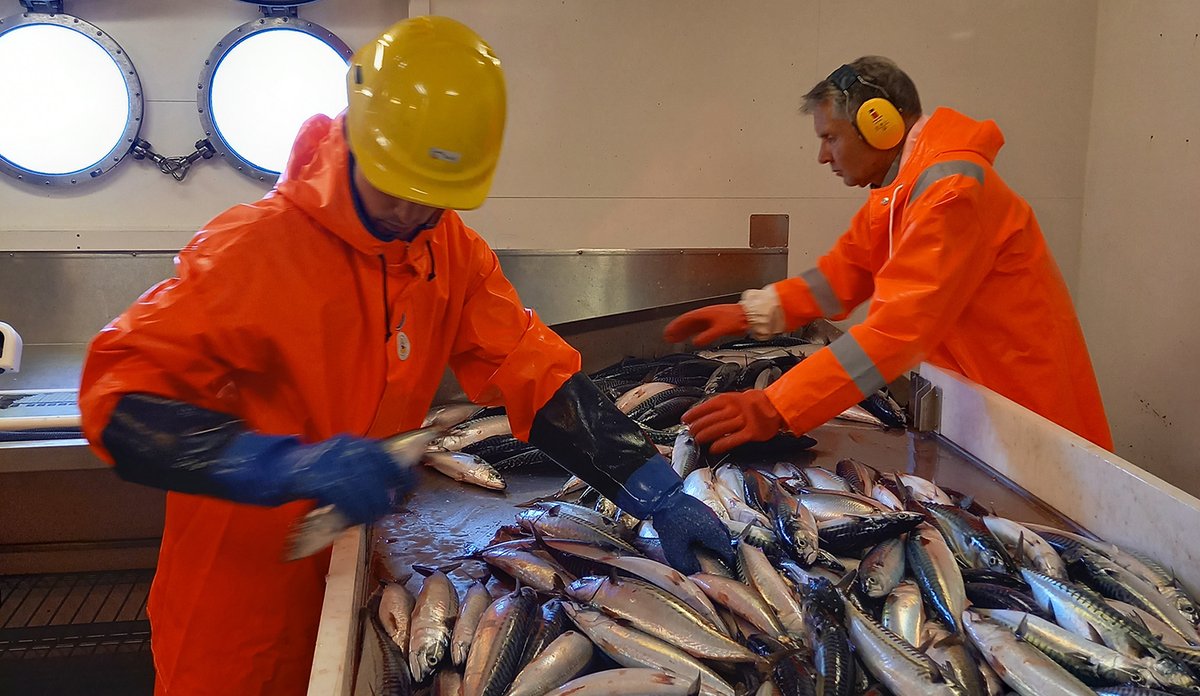 To menn i arbeidsklær sorterer fisk.