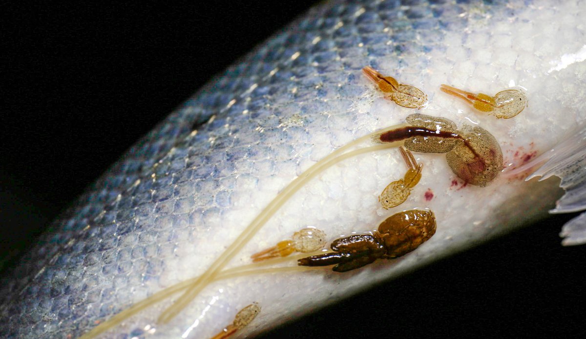 
Bilde av undersiden av en fisk som har lakselus. To av lusene er voksne hunnlus med lange eggstrenger.