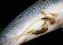 Bilde av undersiden av en fisk som har lakselus. To av lusene er voksne hunnlus med lange eggstrenger.