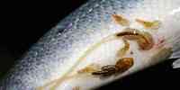 

Bilde av undersiden av en fisk som har lakselus. To av lusene er voksne hunnlus med lange eggstrenger.
