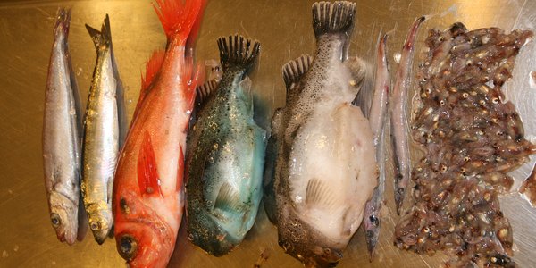 

Fiskearter fra Barentshavet