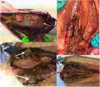 montasje med fire bilder av involler i makrell