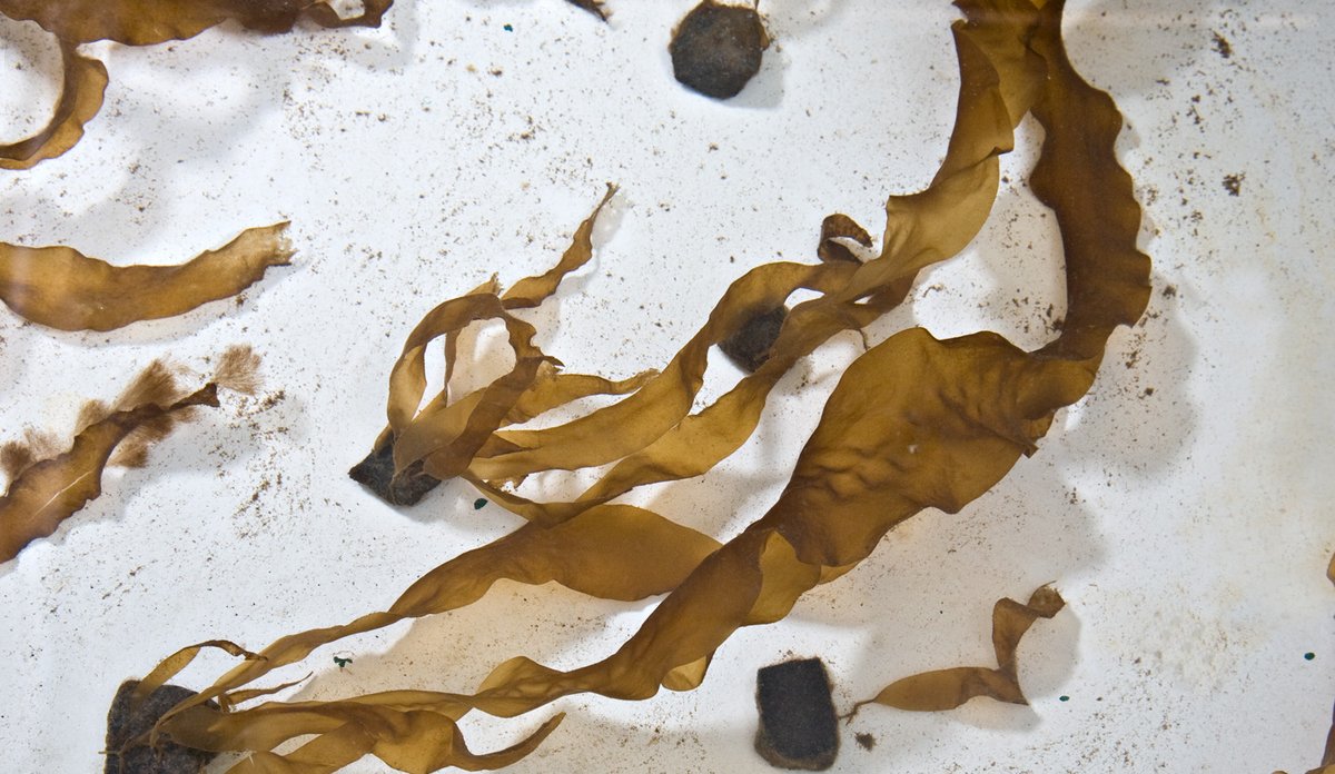 germlings on gravel indoors