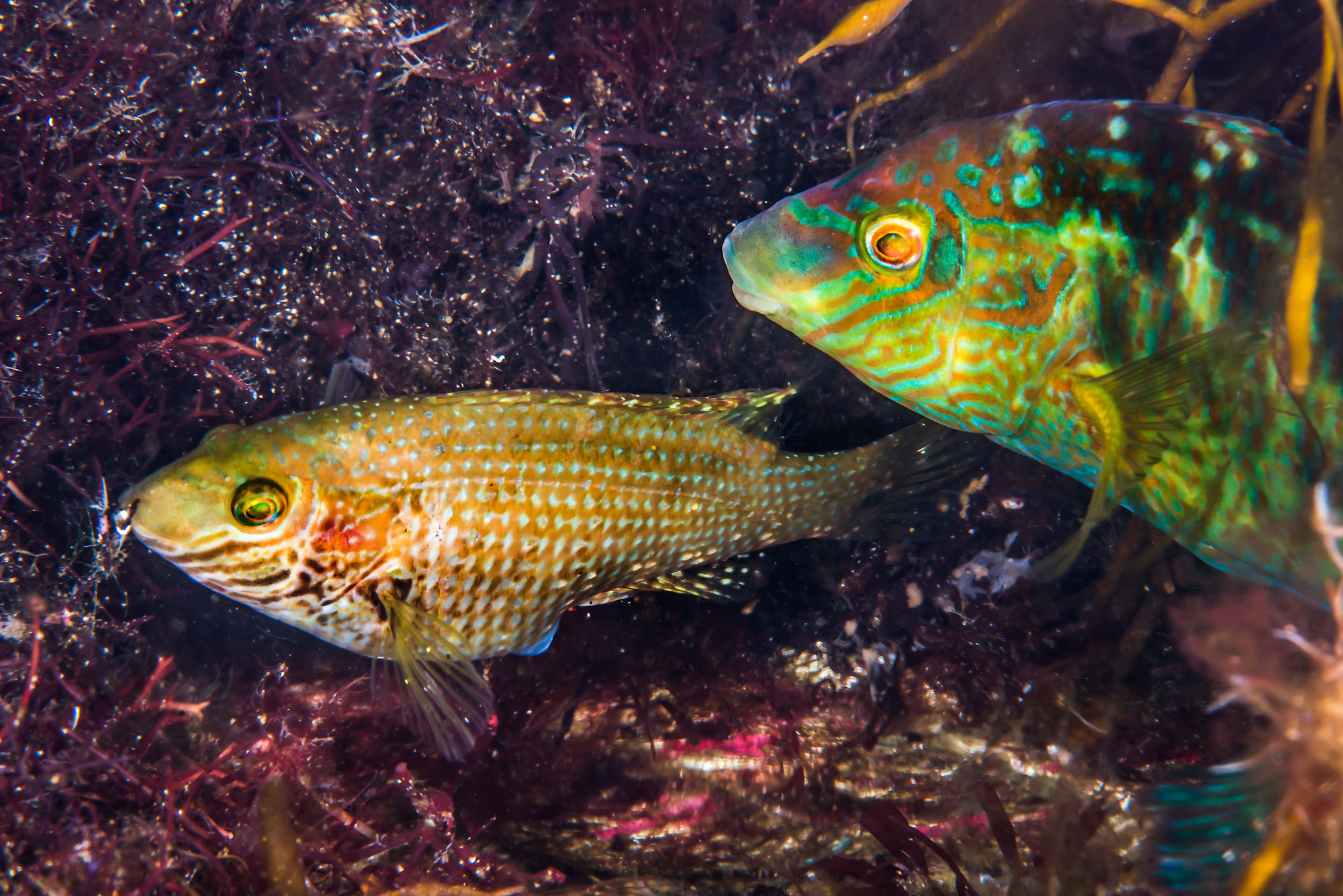 Foto av to fisker med mønster i ulike farger. Den ene er brunaktig, den andre har skarpere grønn farge.