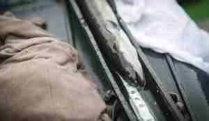 Ål ligger på et målebånd. Viser 46 cm.