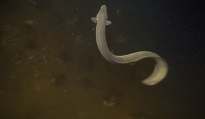 Svømmende ål formet som en S