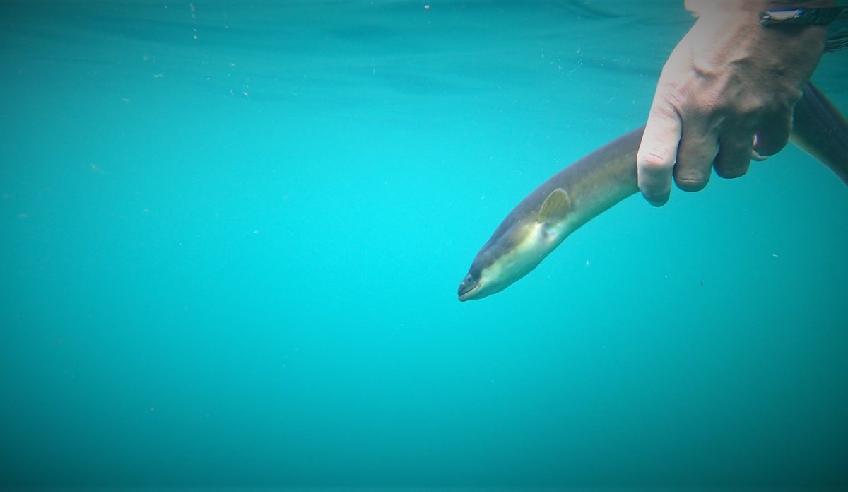 Hånd holder ål rett under vann overflaten