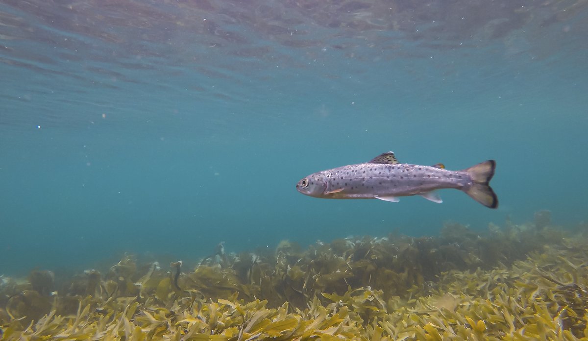 Foto av sjøørret som svømmer i sjø.