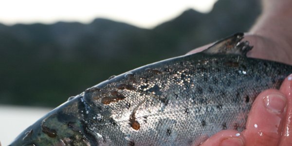 lakselus pa fisk